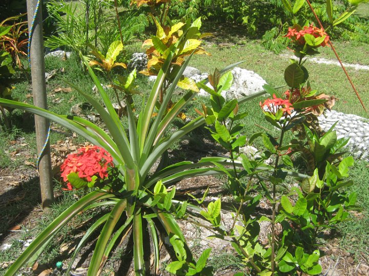 Ixora Rubiaceae.jpg - Ixora rubiaceae